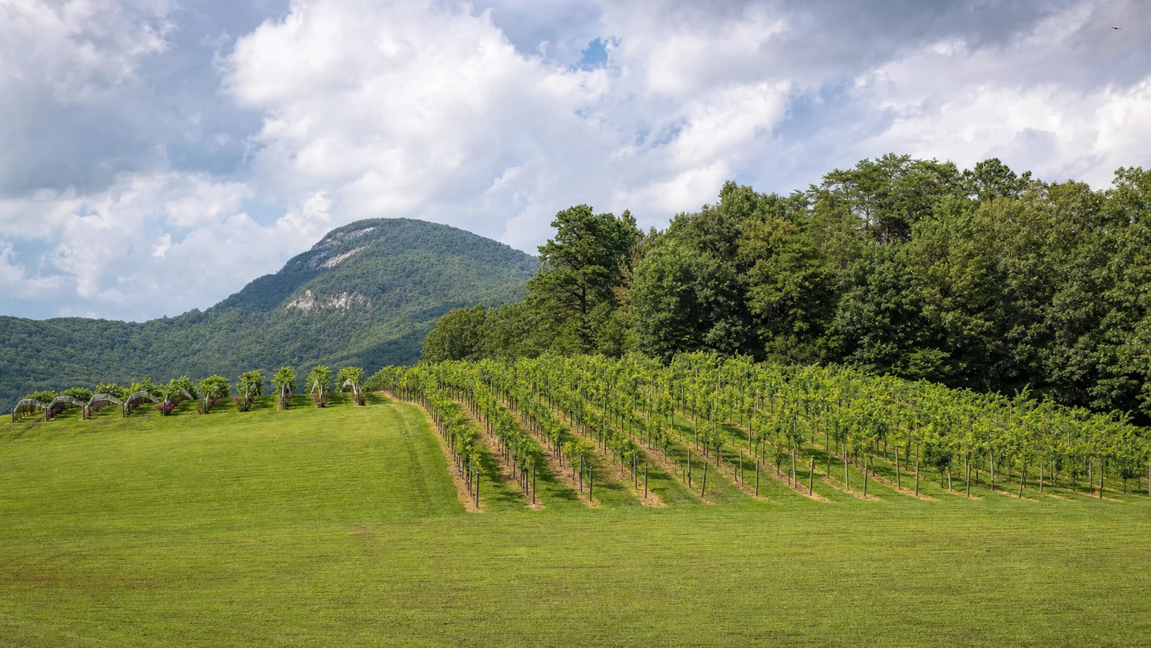 Yonah Mountain Vineyards
