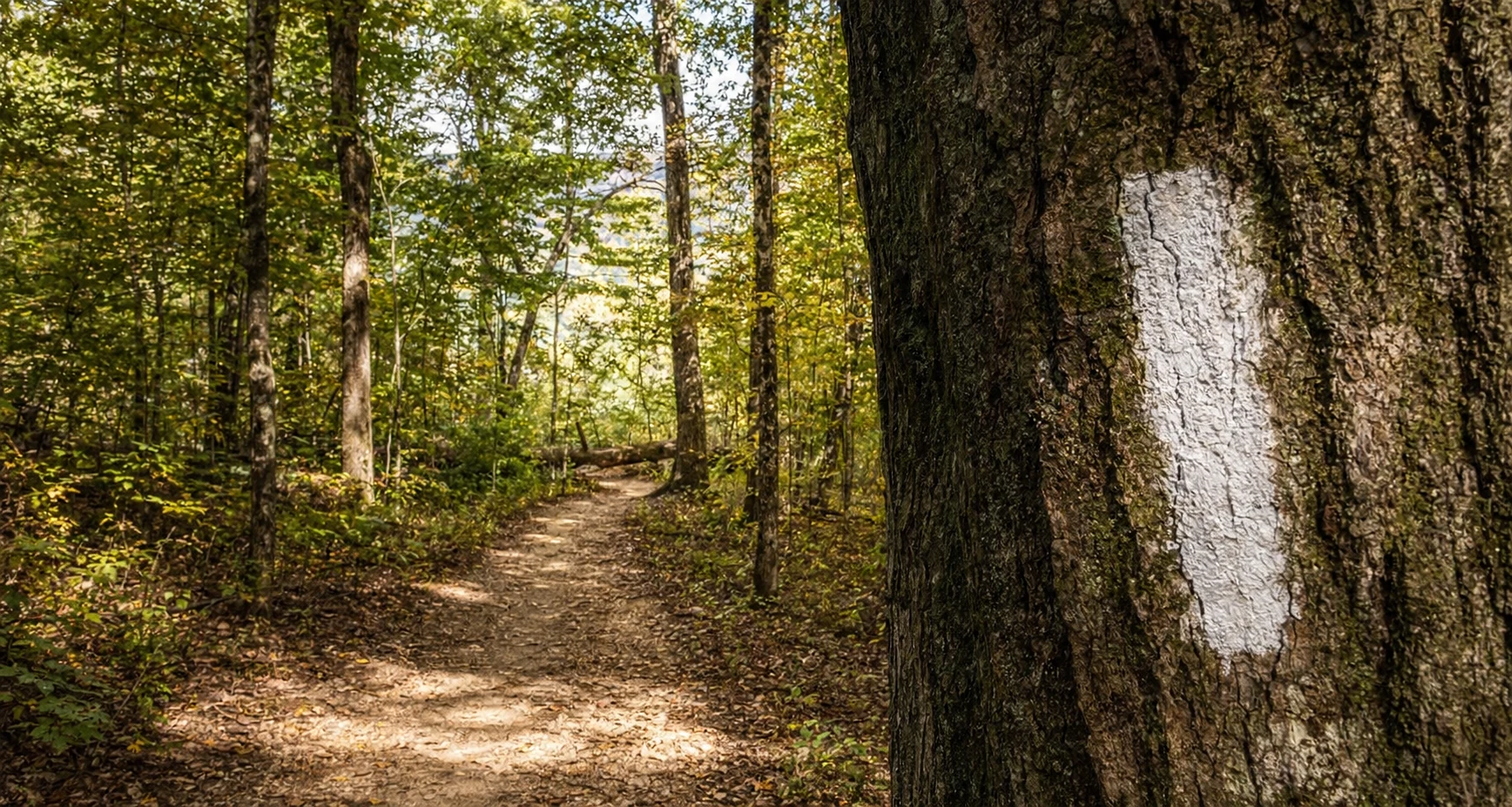 Appalachian Trail Georgia