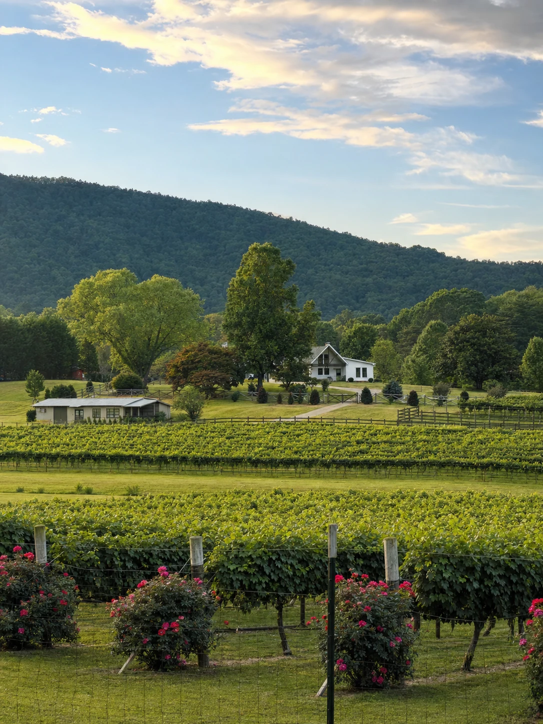 Stonewall Creek Vineyards