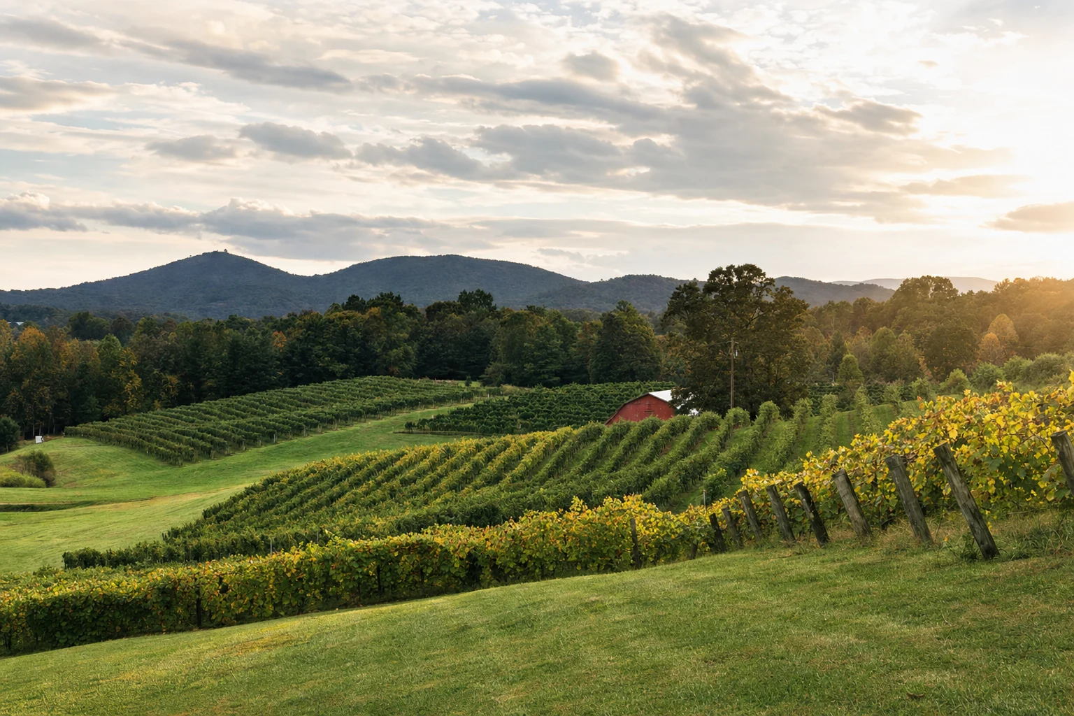 Dahlonega Plateau AVA Vineyard Landscape