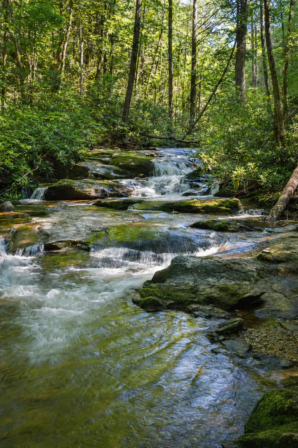 Dukes Creek Stream