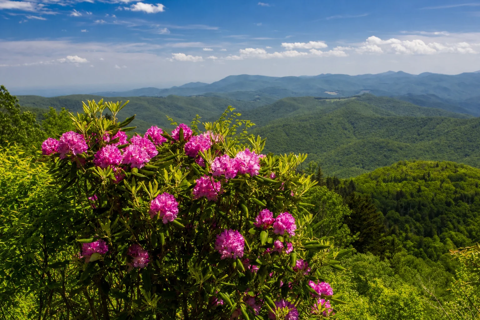 Catawba Rhododendron
