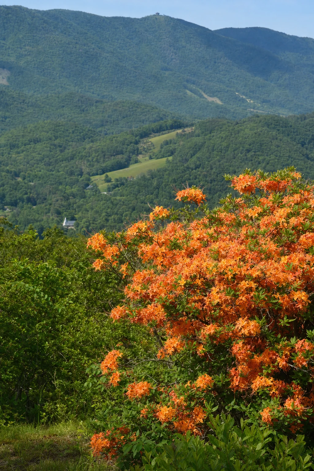 Flame Azalea