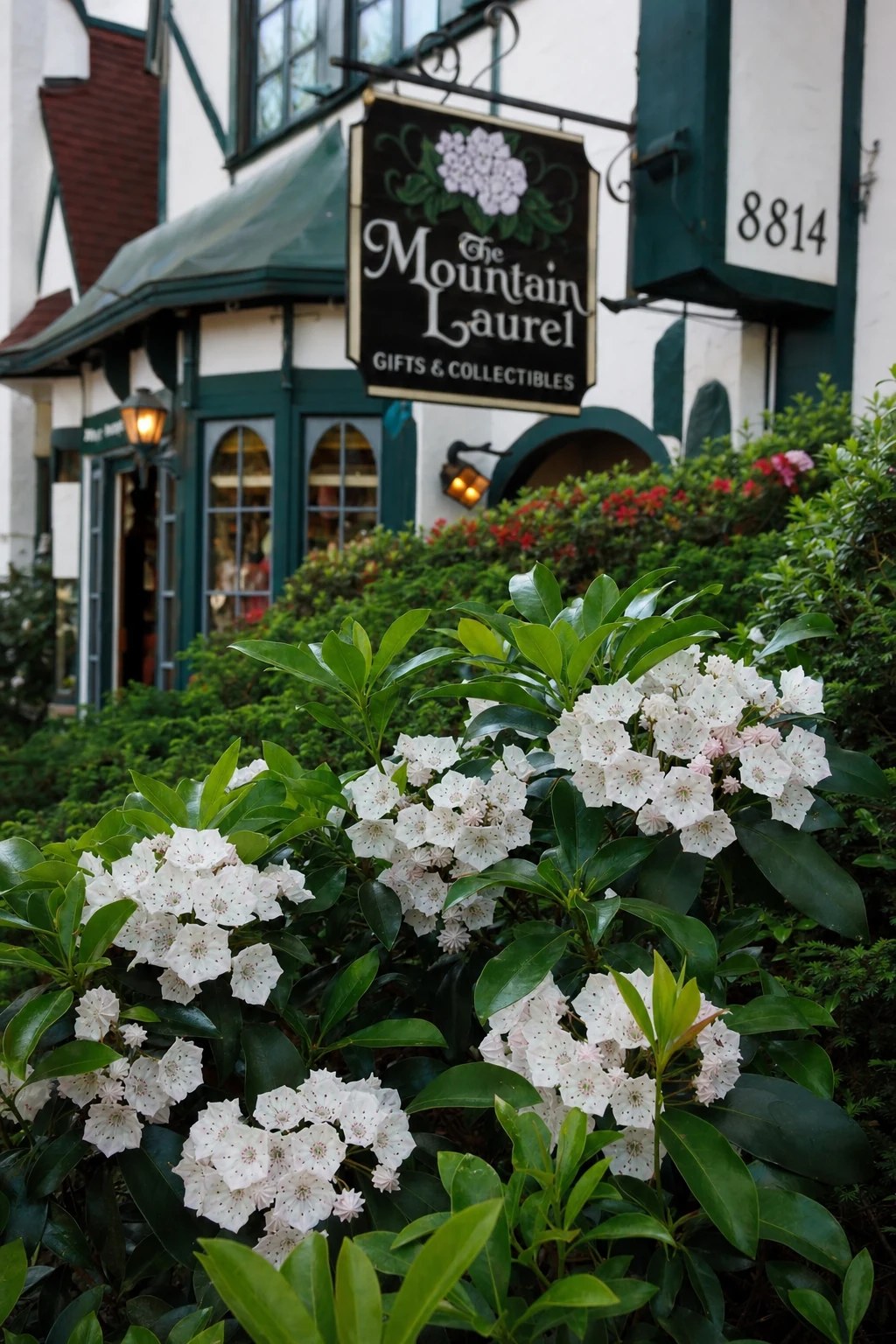 Mountain Laurel