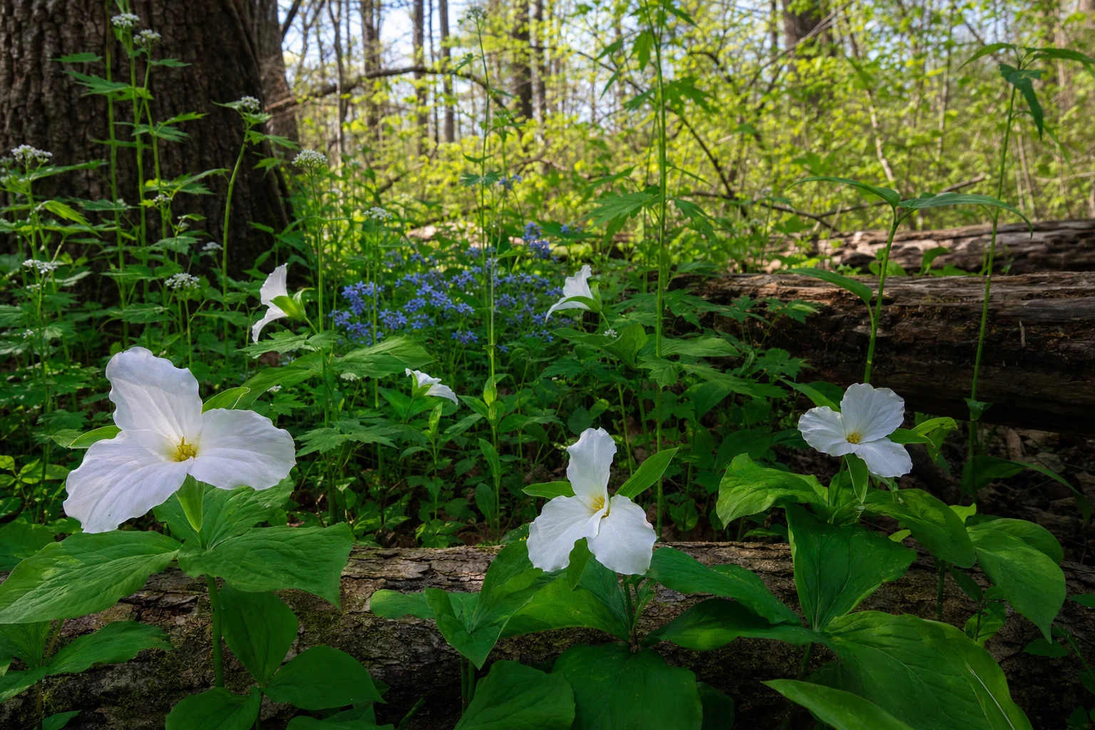 Trillium Wildflowers