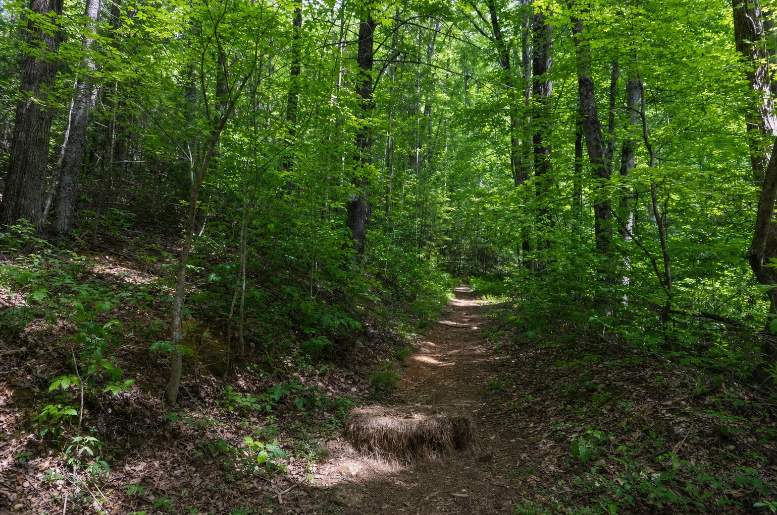 Laurel Ridge Trail