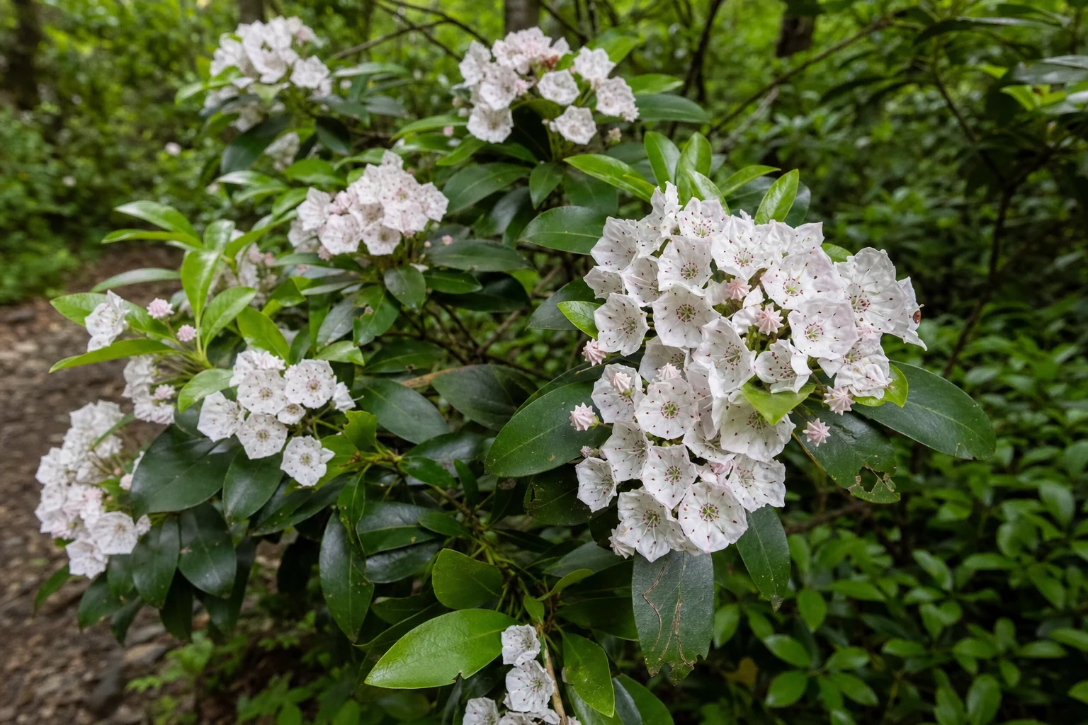 Mountain Laurel Blooms on Laurel Ridge Trail