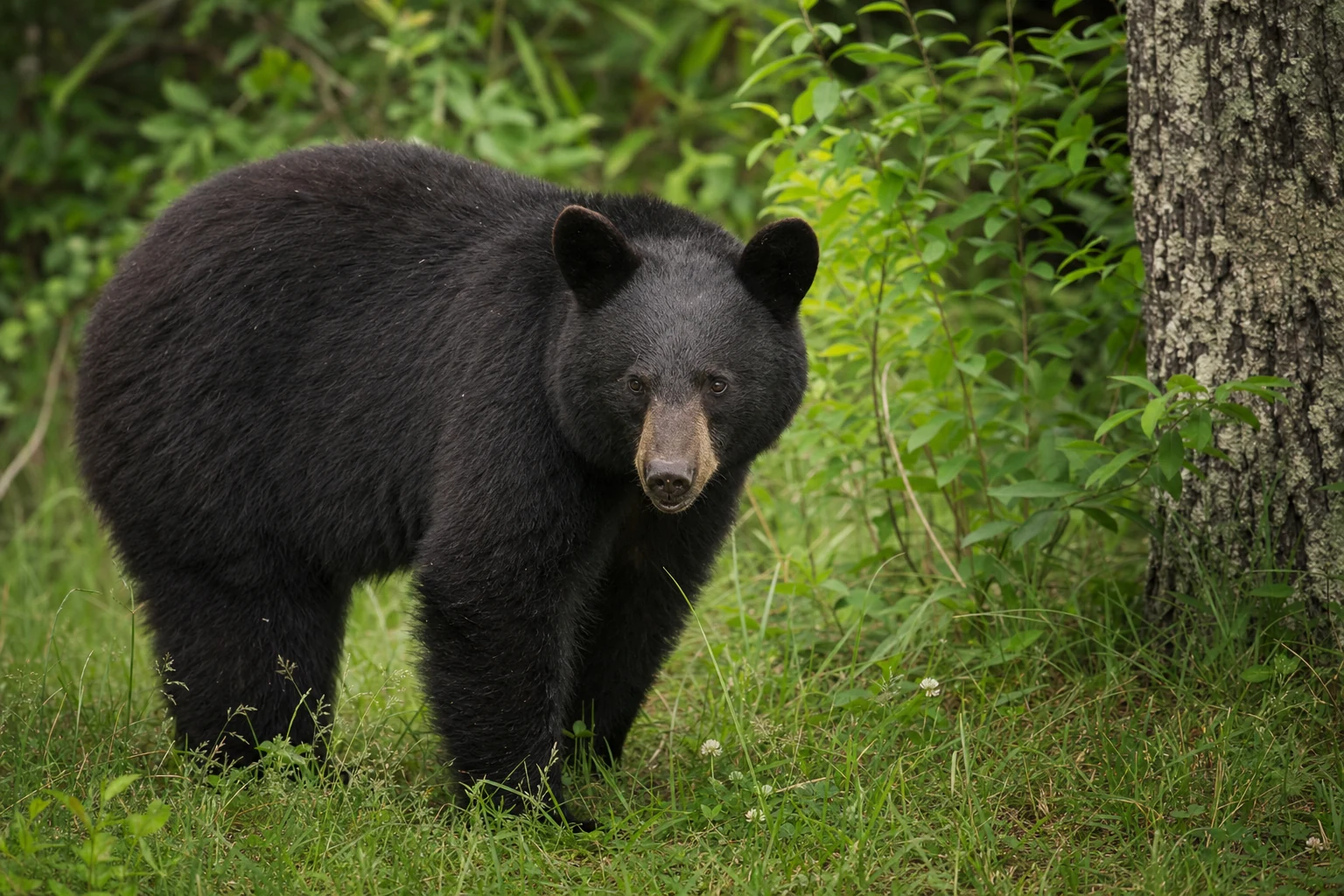 Black Bear in North Georgia Mountains