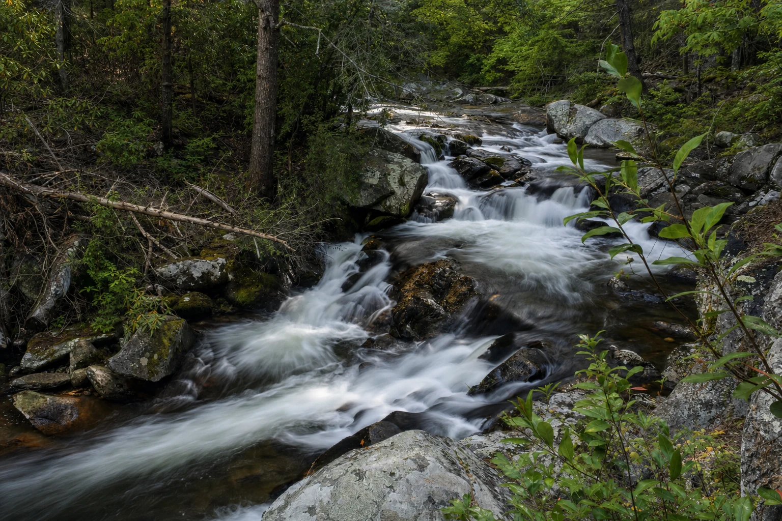Cohutta Wilderness