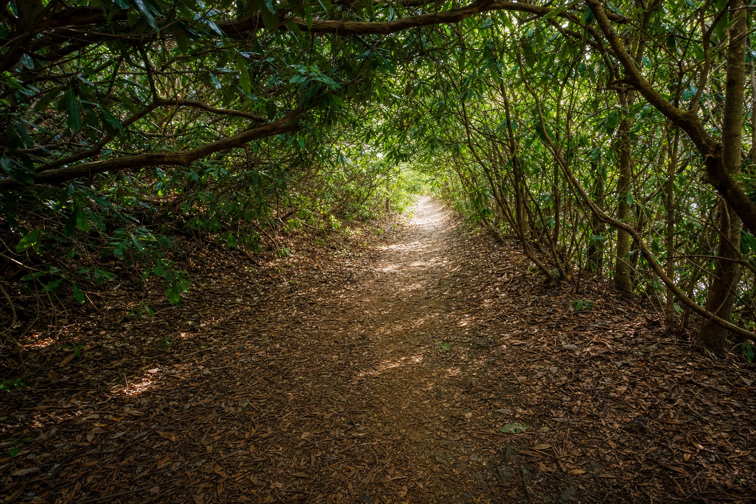 Bartram Trail Rhododendron Tunnels