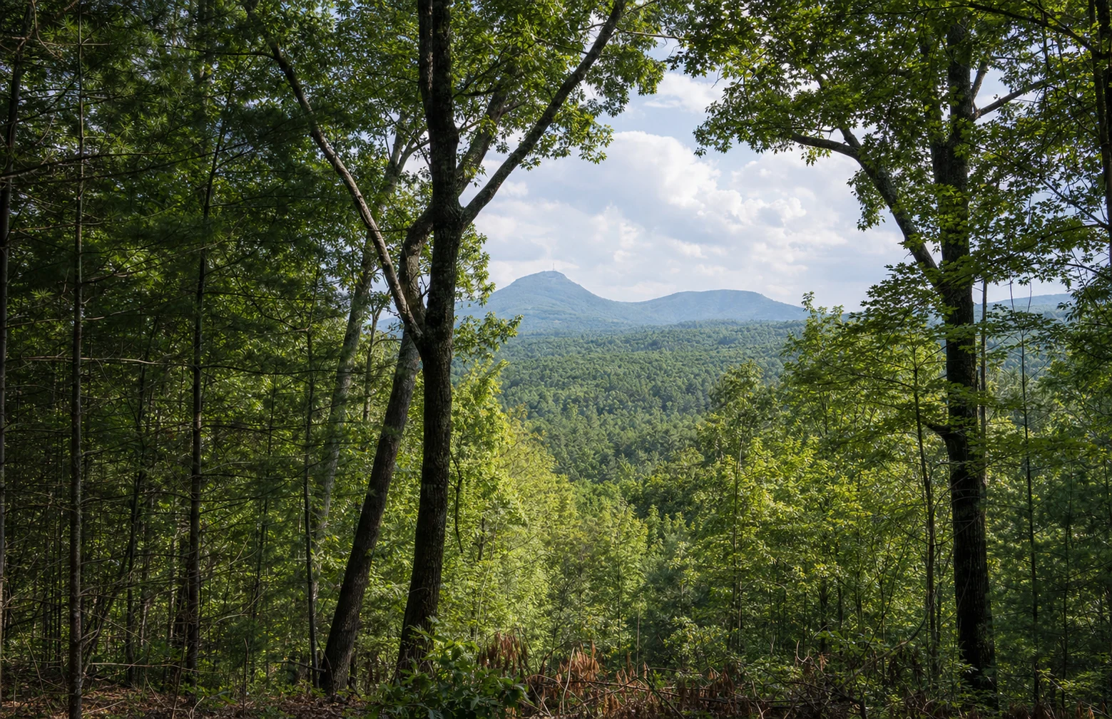 Laurel Ridge Trail
