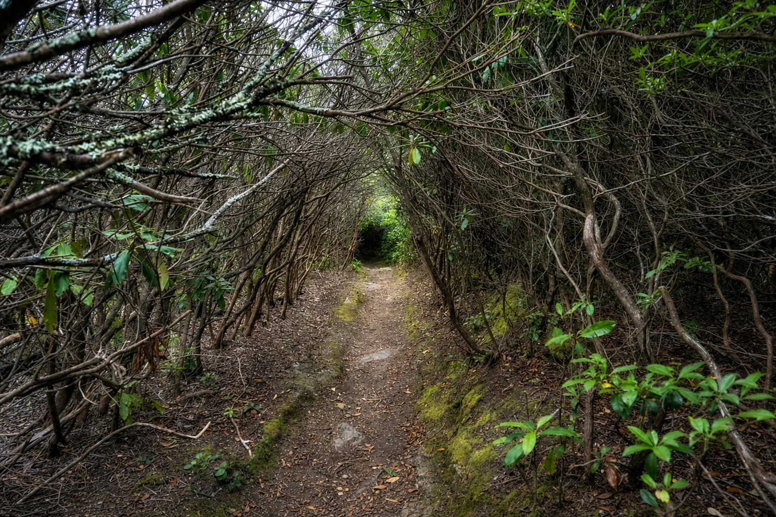 Appalachian Trail, Tray Mountain Section