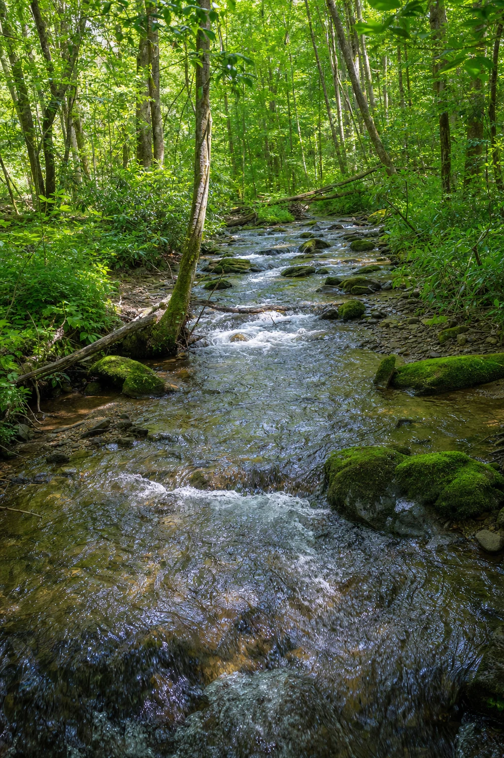 Upper Chattahoochee Headwaters