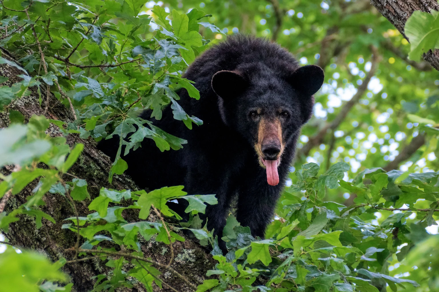 American Black Bear