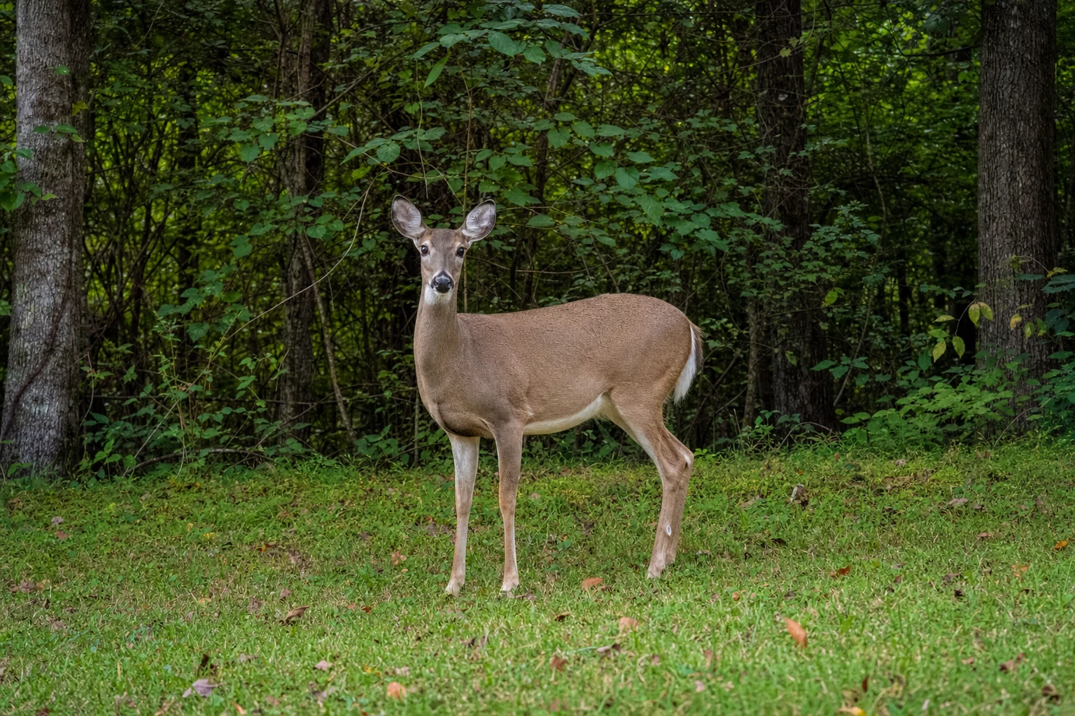 Wildlife of the Blue Ridge Mountains