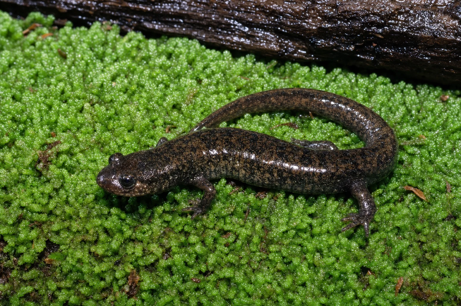 Southern Appalachian Salamander