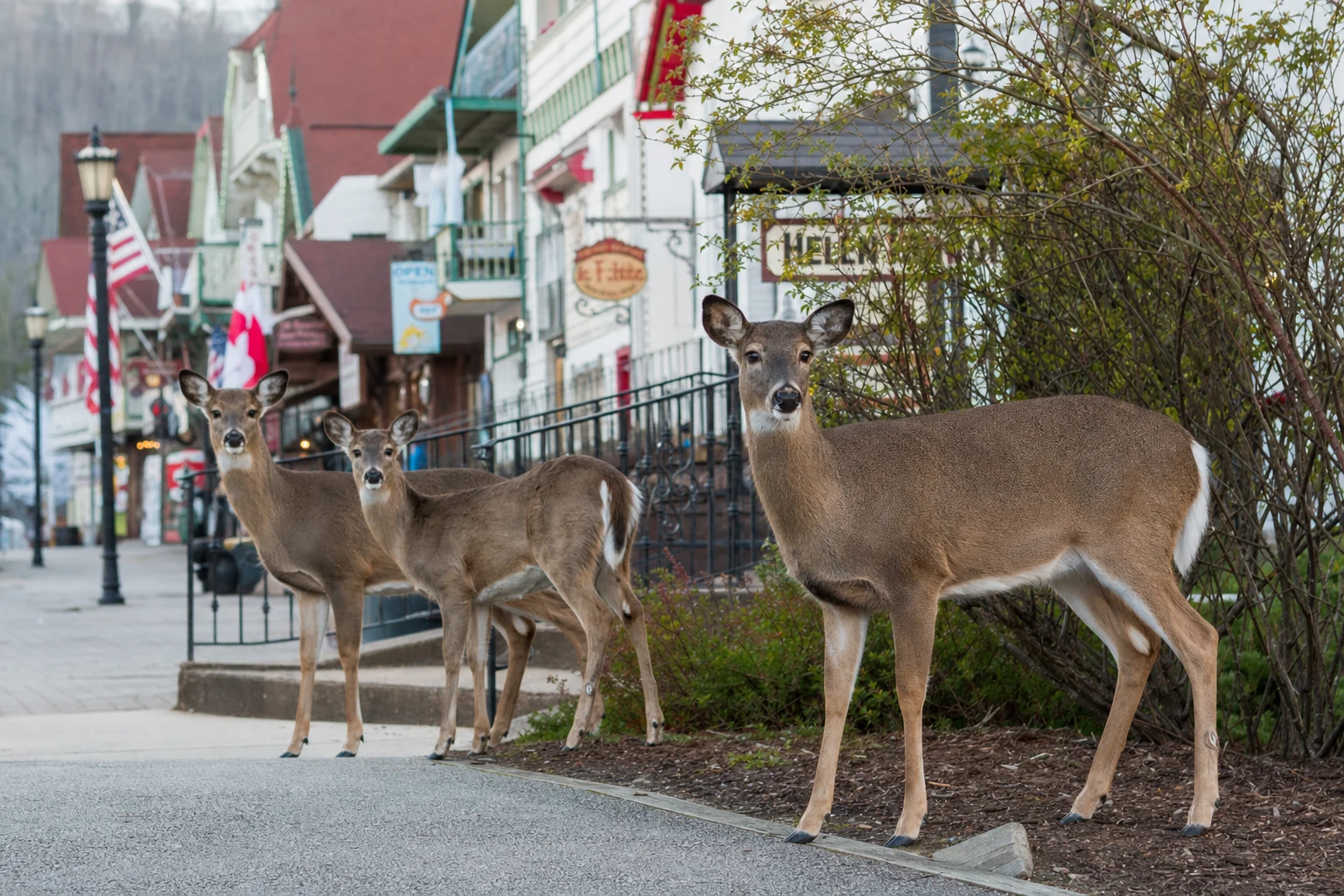 White-tailed Deer