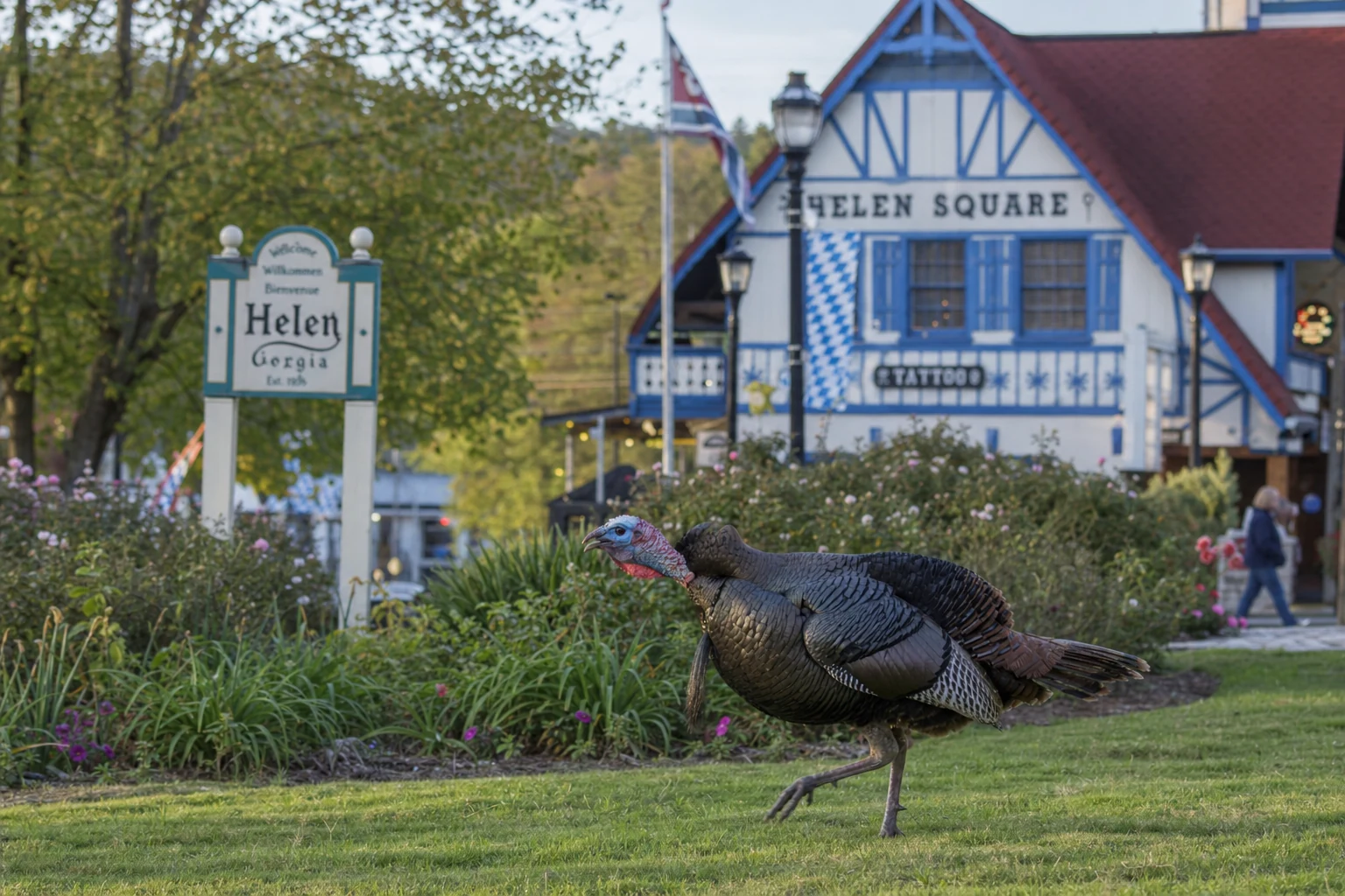 Wild Turkey