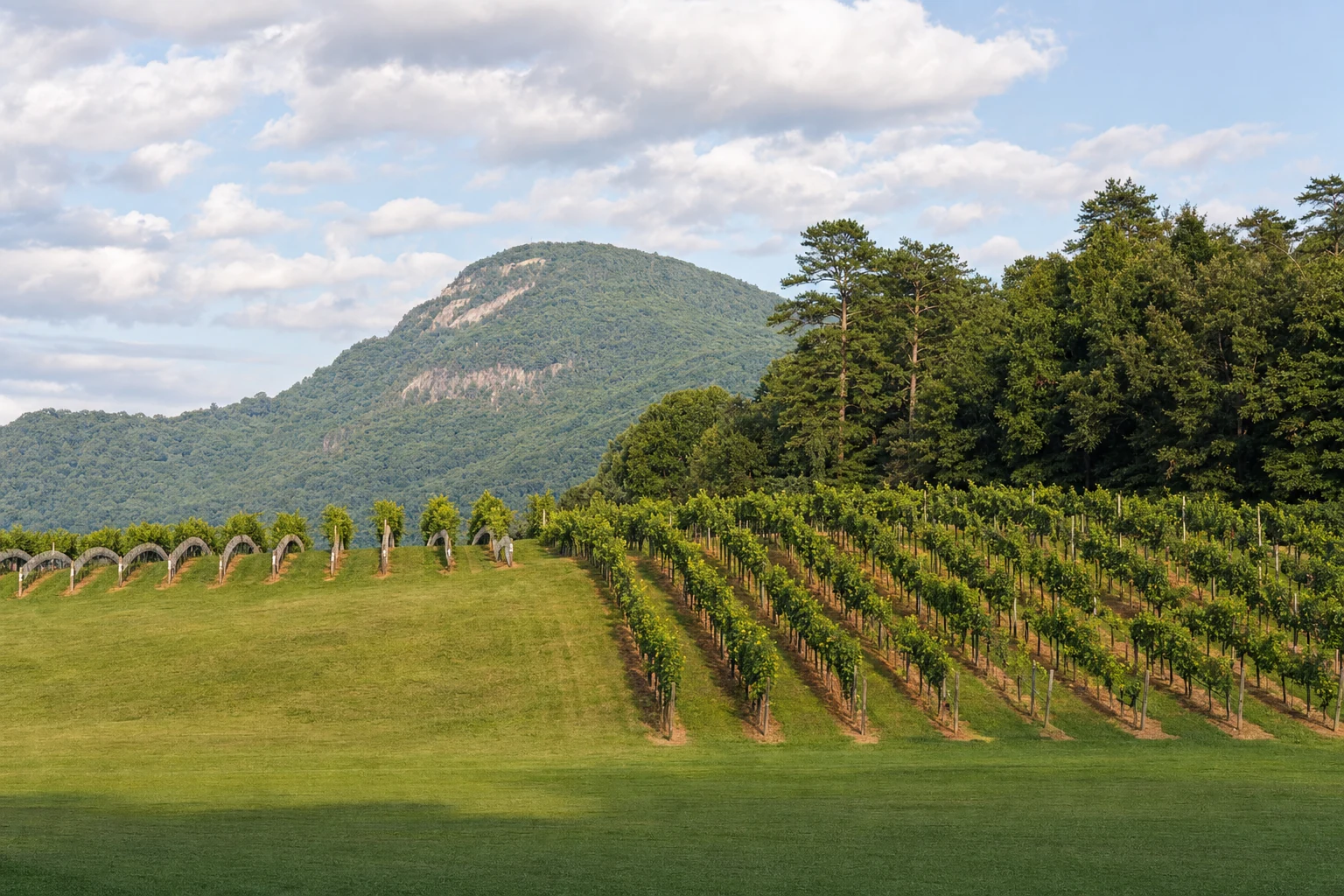 Yonah Mountain Vineyards